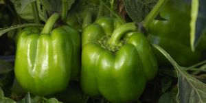 Fresh Green Capsicum