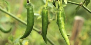 Fresh Green Chilli