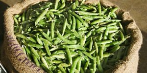 Fresh Green Peas