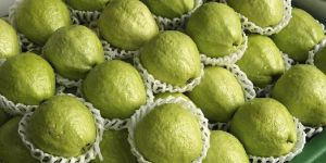 Fresh Guava