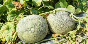 Fresh Muskmelon