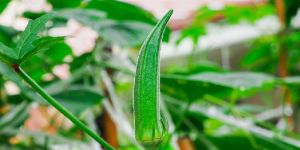 Fresh Okra: