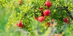 Fresh Pomegranate