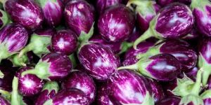 Fresh Purple Brinjal