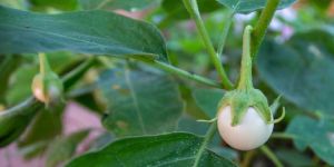 Fresh White Brinjal