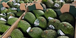 Avocado Fruits
