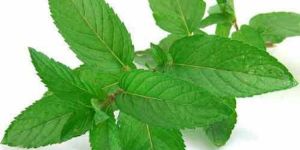 Dehydrated Mint Leaves