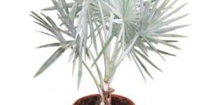 Bismarckia Palm Plant