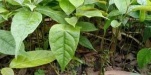 African Mahogany Plant