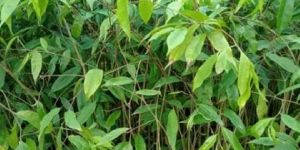 Agarwood Plant