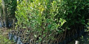 Kasimanda Orange Plant