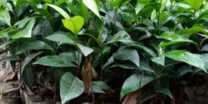 KOPI Plants