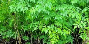 Malabar Neem Plant