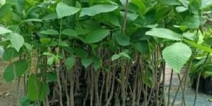 Red Sandalwood Plant