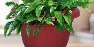 Deluxe Sigma Plastic Planter