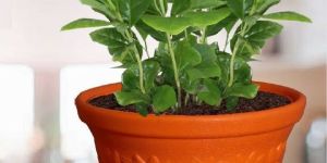 Sunflower Plastic Planter