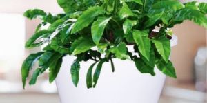 Wheel Valencia Plastic Planter