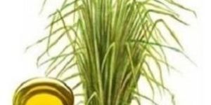 Vetiver Essential Oil