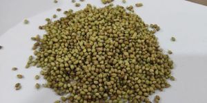 Coriander Seeds