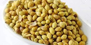 Dhania Seeds