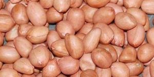 Groundnut Kernels