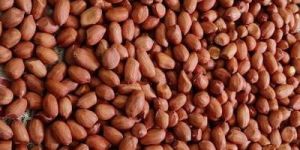 Peanut Kernels