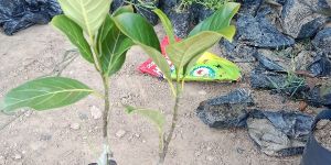 Jackfruit Plant