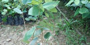 Red Sandalwood Plants