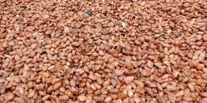 Cocoa Beans