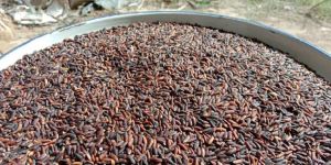 Organic Black Rice
