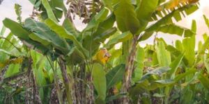 Banana Plant