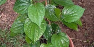 Black Pepper Plant