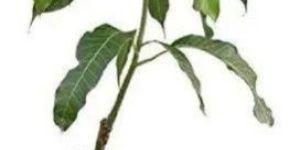 Mango Plant