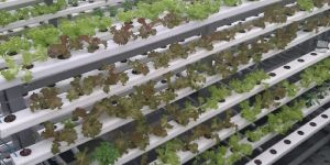 Lettuce