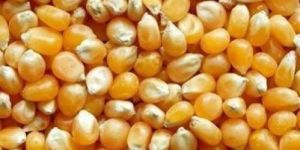 Yellow Maize