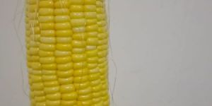 Organic Sweet Corn