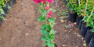 Bougainvillea Plant