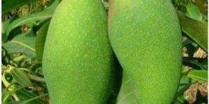 Mango Plant