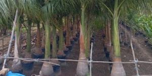 Royal Palm