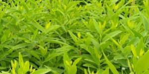 Sri Ghandam White Sandal Wood