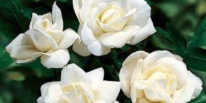 White Rose Plant