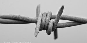 Barbed Wire
