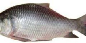 Fresh Katla Fish