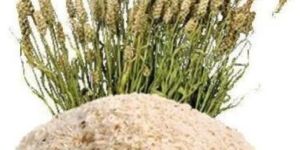 Psyllium Husk