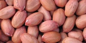 Groundnut Seeds
