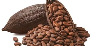 Cacao Beans