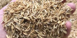 Rice Husk