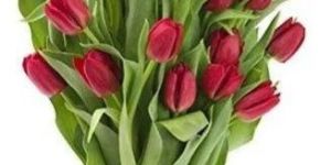 Fresh Tulip Flowers