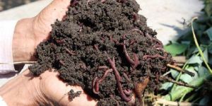 Agricultural Vermicompost