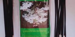 Rajnigandha Incense Sticks